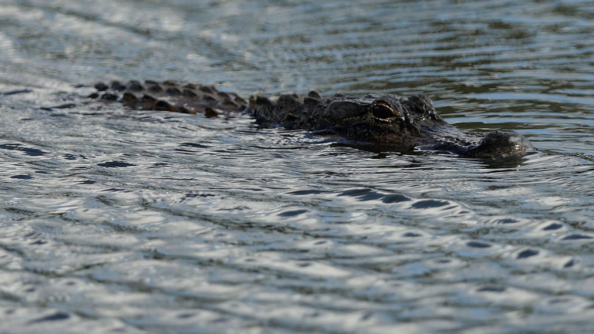 Man attacked by alligator while walking in SW Florida community – NBC 6 ...