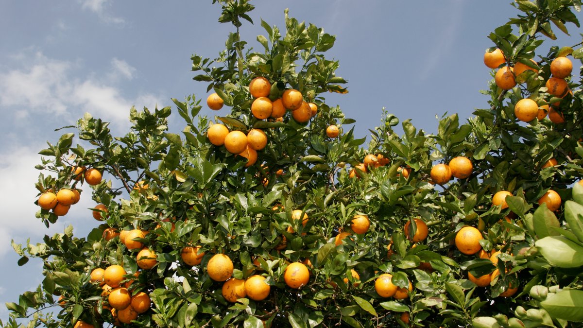 Citrus growers report worst season in nearly a century due to impacts ...