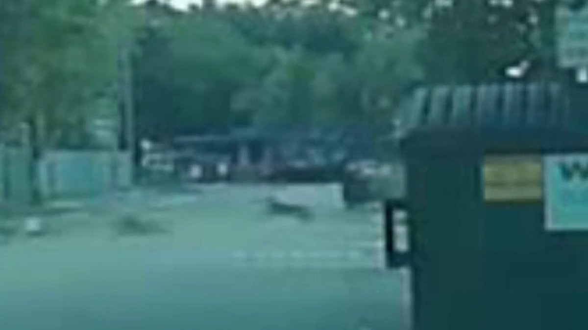Miami Police officer shoots at dogs after woman attacked, hospitalized ...