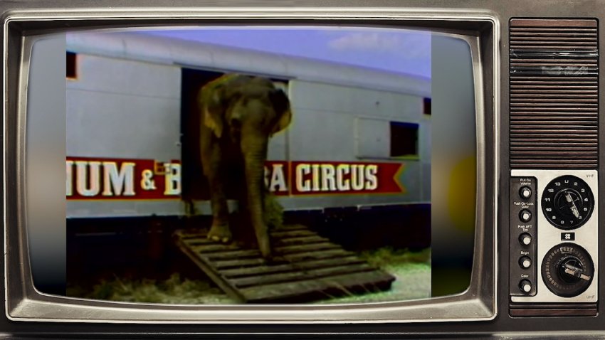 1979. Elephants made the journey to Miami Beach