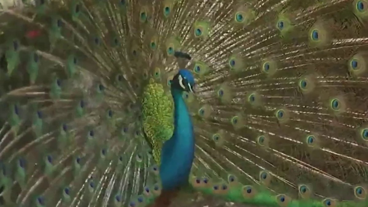 Weekend Plans:  Peacocks in Florida