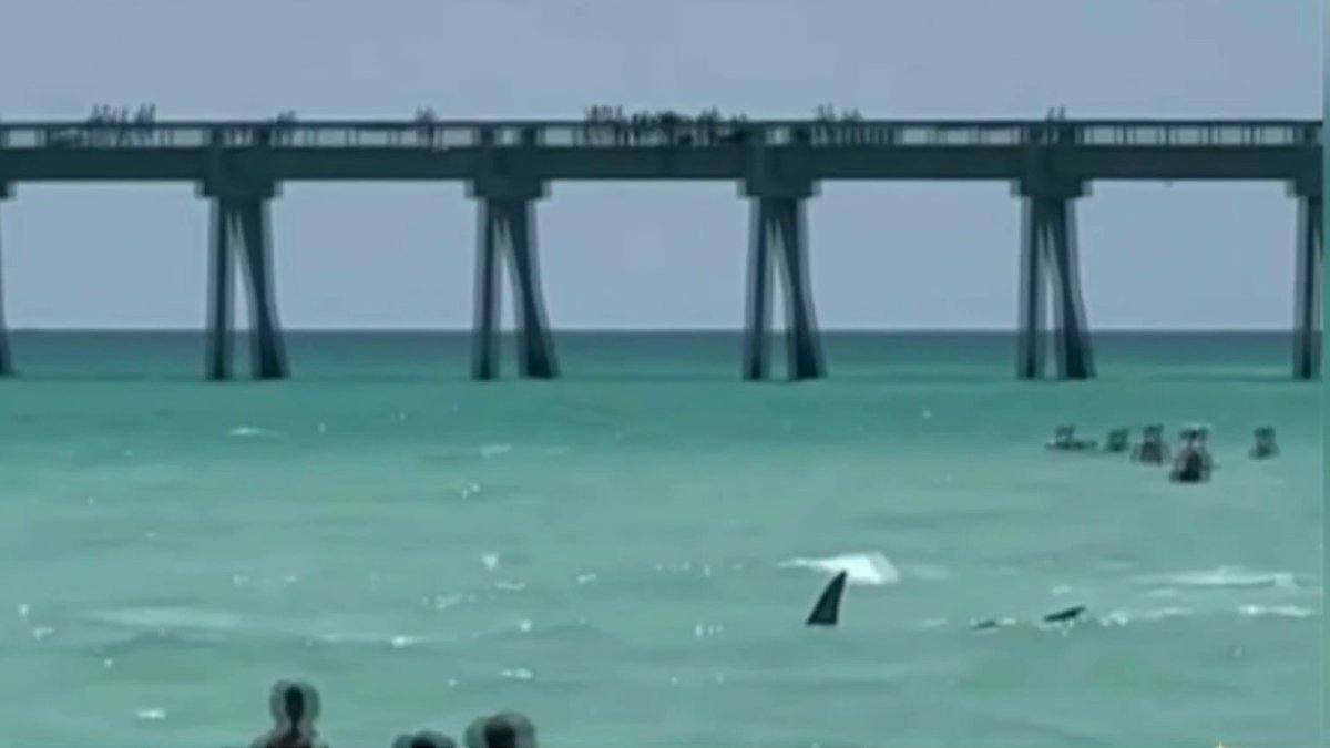 Shark seen swimming near beachgoers in Florida NBC 6 South Florida