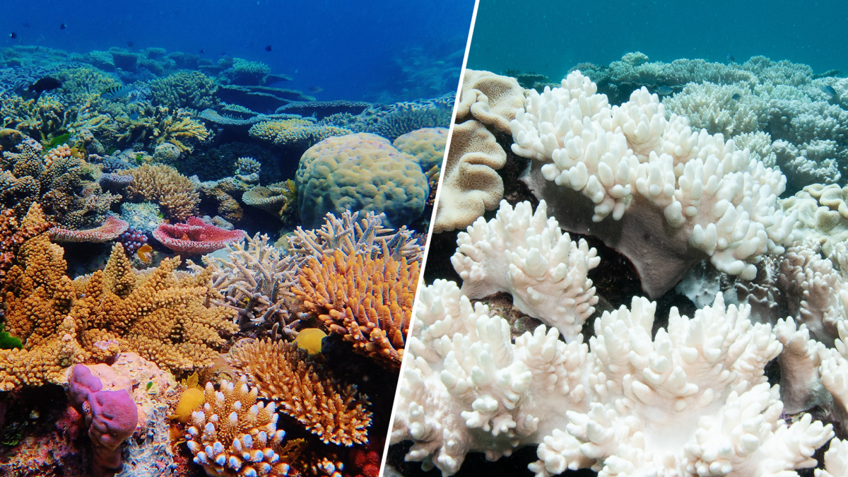 bleached coral reef before and after