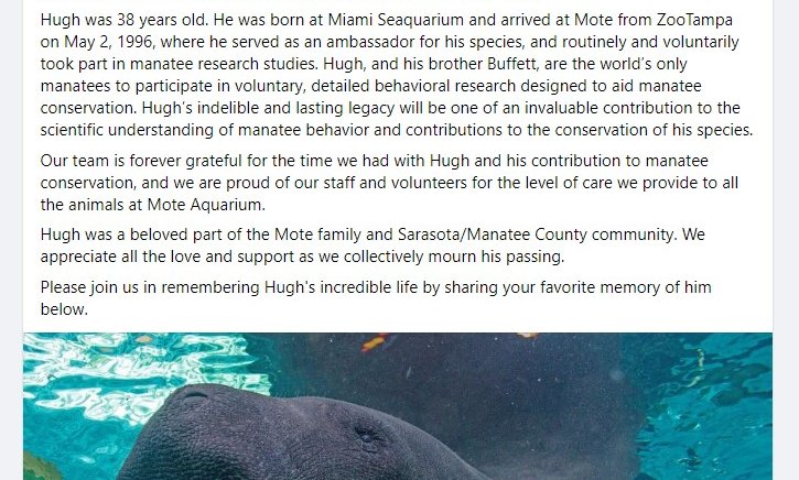 Manatee Explosion Manatee dies at Florida aquarium after ‘high intensity sexual behavior ...