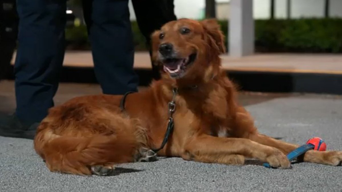 Miami-Dade Fire Rescue canine search team heading to Maui – NBC 6 South Florida - Vimarsana News