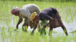 Women planting rice seedlings in a paddy field in Nagaon district of India’s northeastern state of Assam. India, the world’s largest rice exporter banned the exports of non-basmati white rice on Jul. 20