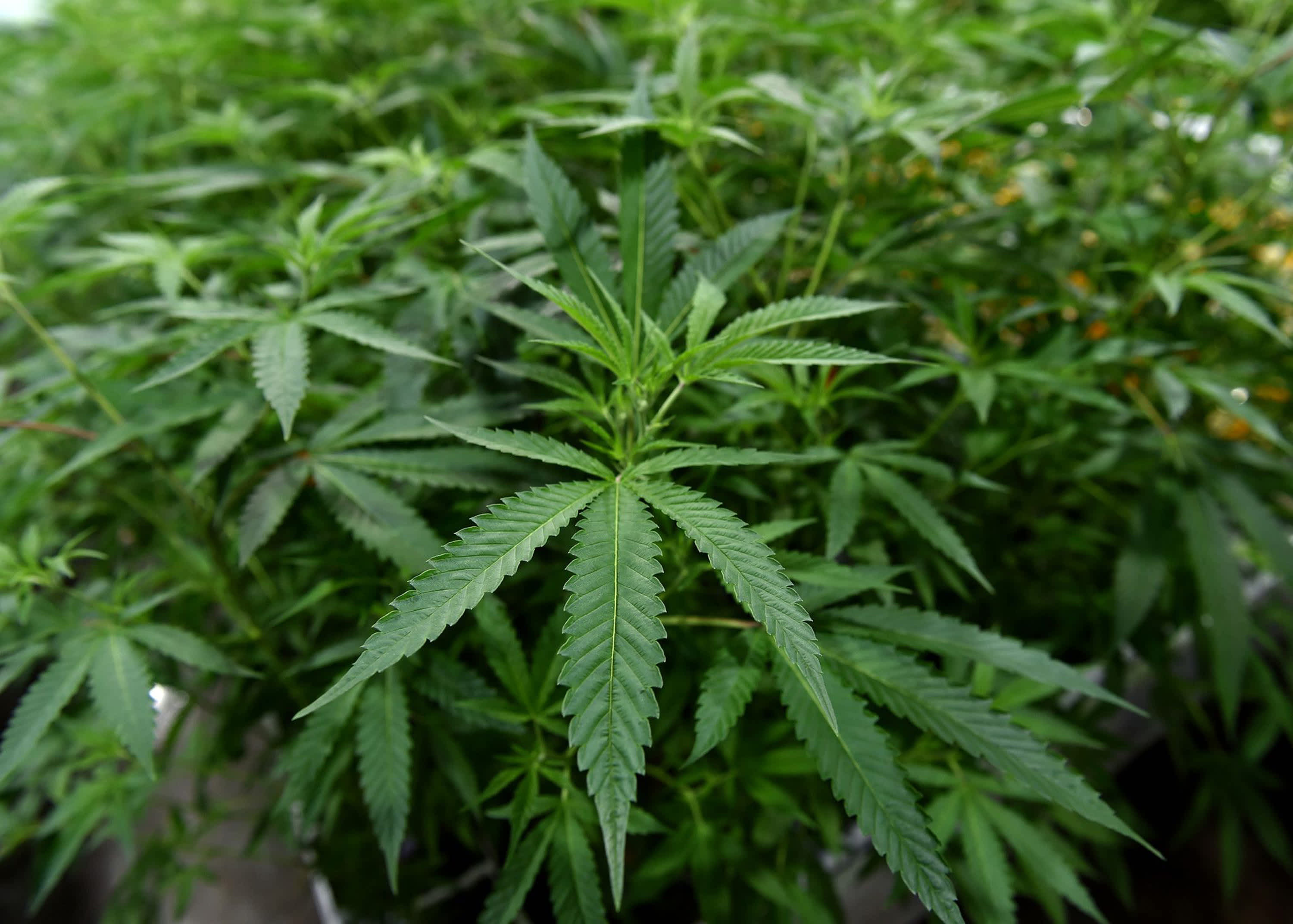 nbcmiami.com - News Service of Florida - Judge urged to give go-ahead to recreational marijuana amendment
