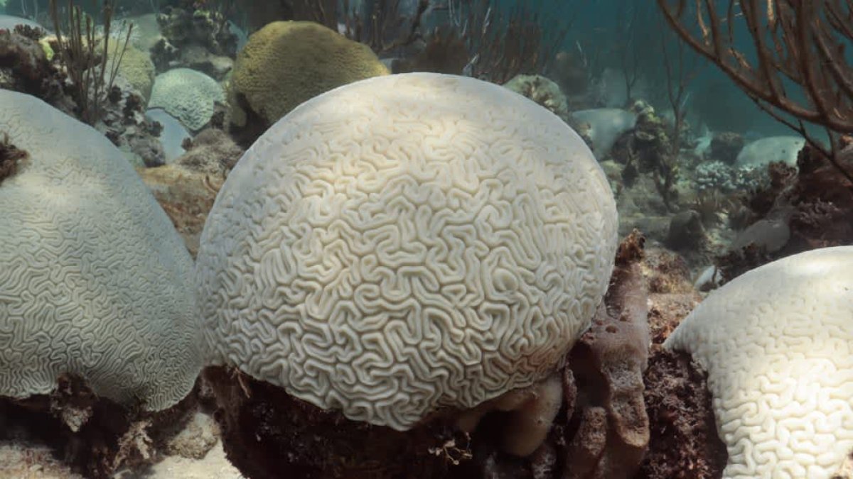 Conditions are ripe for a global coral bleaching event: 'Florida is just the tip of the iceberg' – NBC 6 South Florida - Vimarsana News