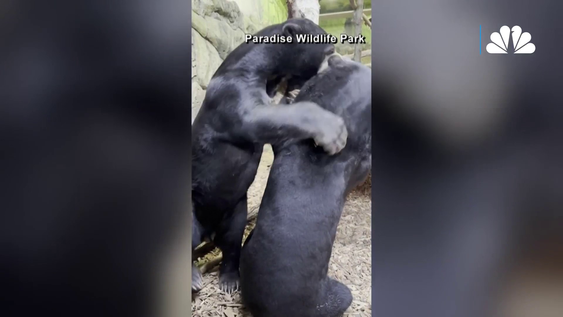 Ron Magill weighs in on viral video showing sun bear standing – NBC 6 South  Florida