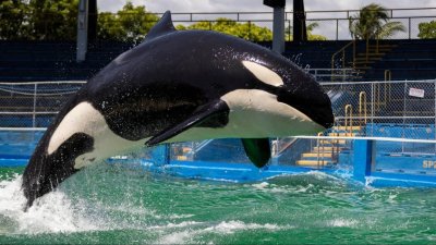 Lolita's former trainer speaks out after her unprecedented death