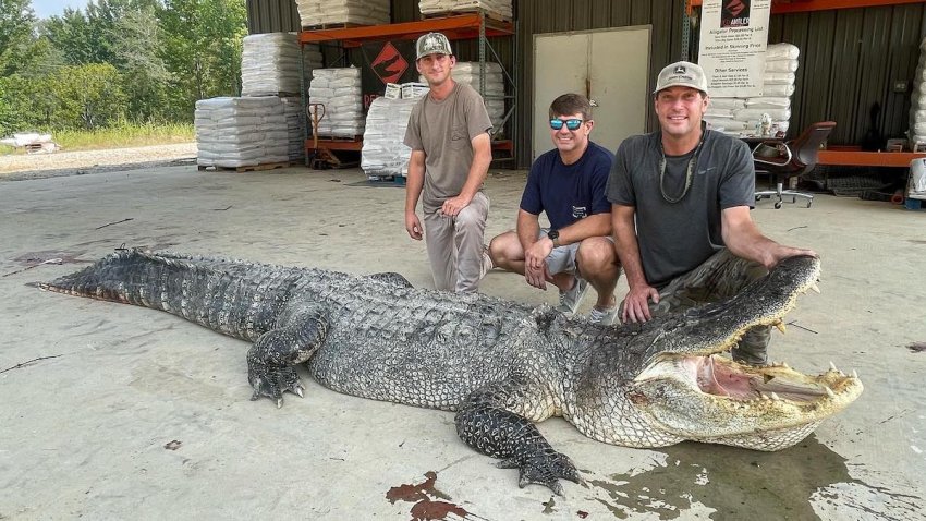 Record-breaking alligator captured in Mississippi Sunflower River – NBC 6  South Florida