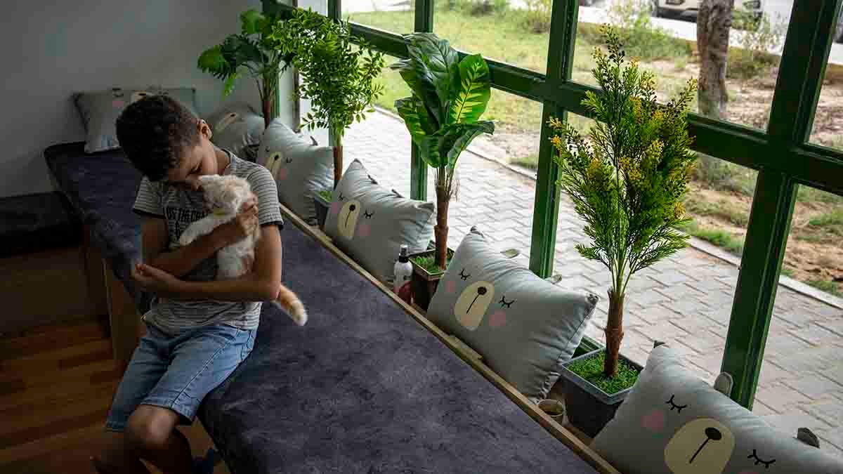 The Gaza Strip gets its first cat cafe, a cozy refuge from life under blockade - Vimarsana News