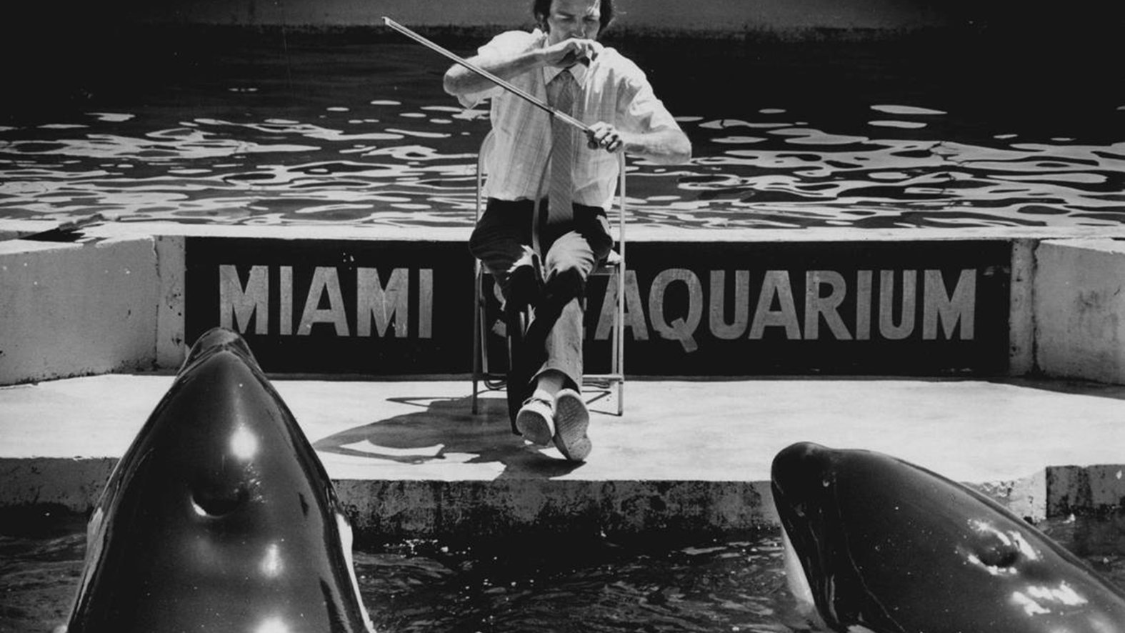 Lolita The Life And Controversy Of Miami Seaquarium s Killer Whale lolita-the-life-and-controversy-of-miami-seaquarium-s-killer-whale