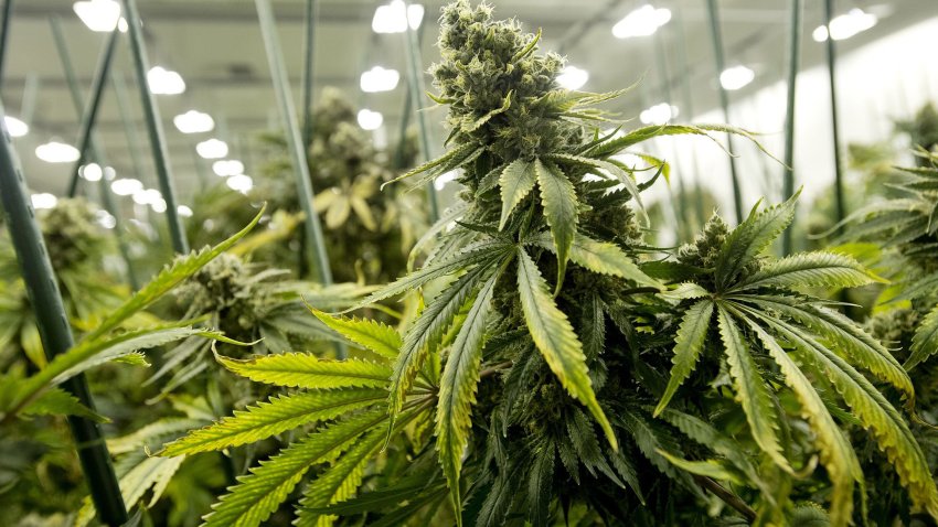 A marijuana plant, nearing its harvest stage, is pictured in 2018 at Grassroots Cannabis in Taneytown, Maryland.