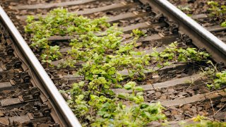 BERLIN, GERMANY – MAY 24: Weeds grow in a railroad track on May 24, 2023 in Berlin, Germany.