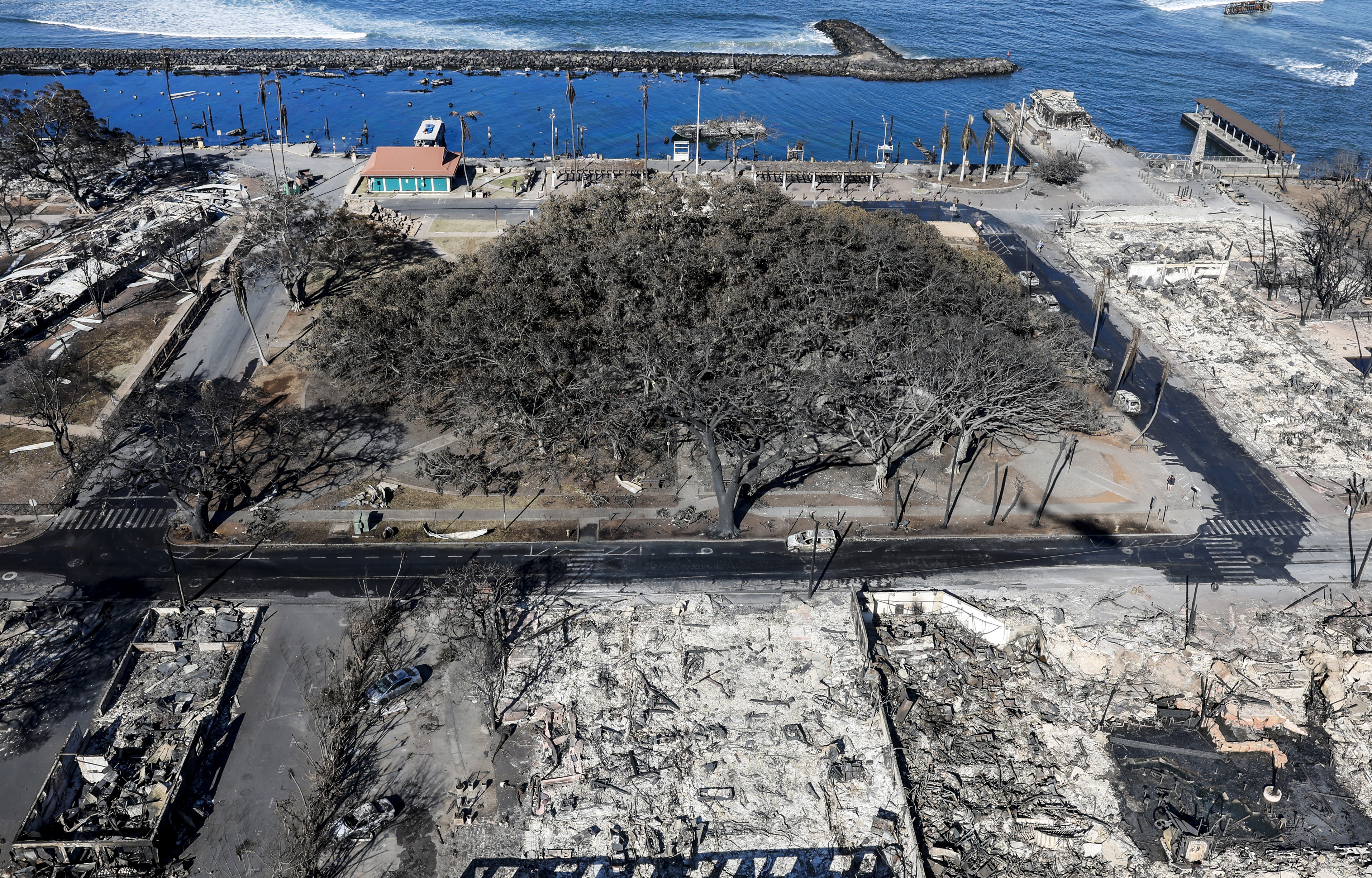 The iconic Banyan tree stands among the rubble of burned buildings on Aug. 11, 2023, days after a catastrophic wildfire swept through the city.