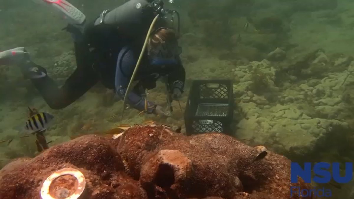 Researchers treat coral reefs diseased by South Florida's heat wave – NBC 6 South Florida - Vimarsana News