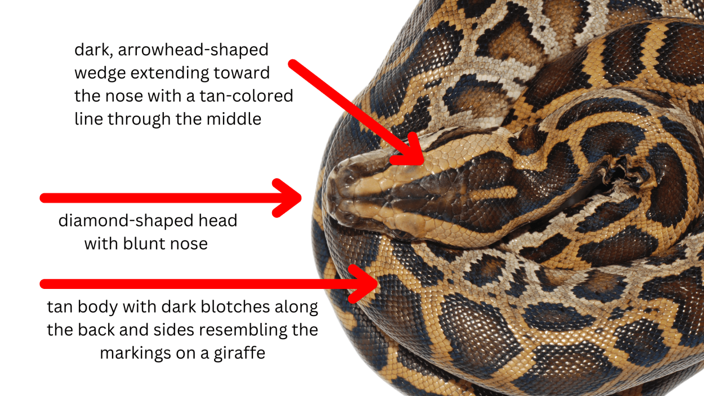 Why are Burmese pythons such a problem for the Florida Everglades ...