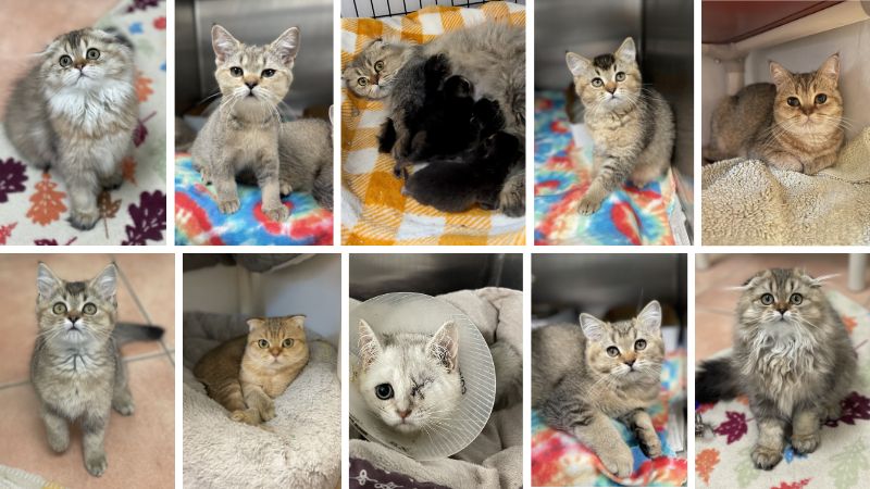 Cats abandoned at Humane Society of Greater Miami need forever homes