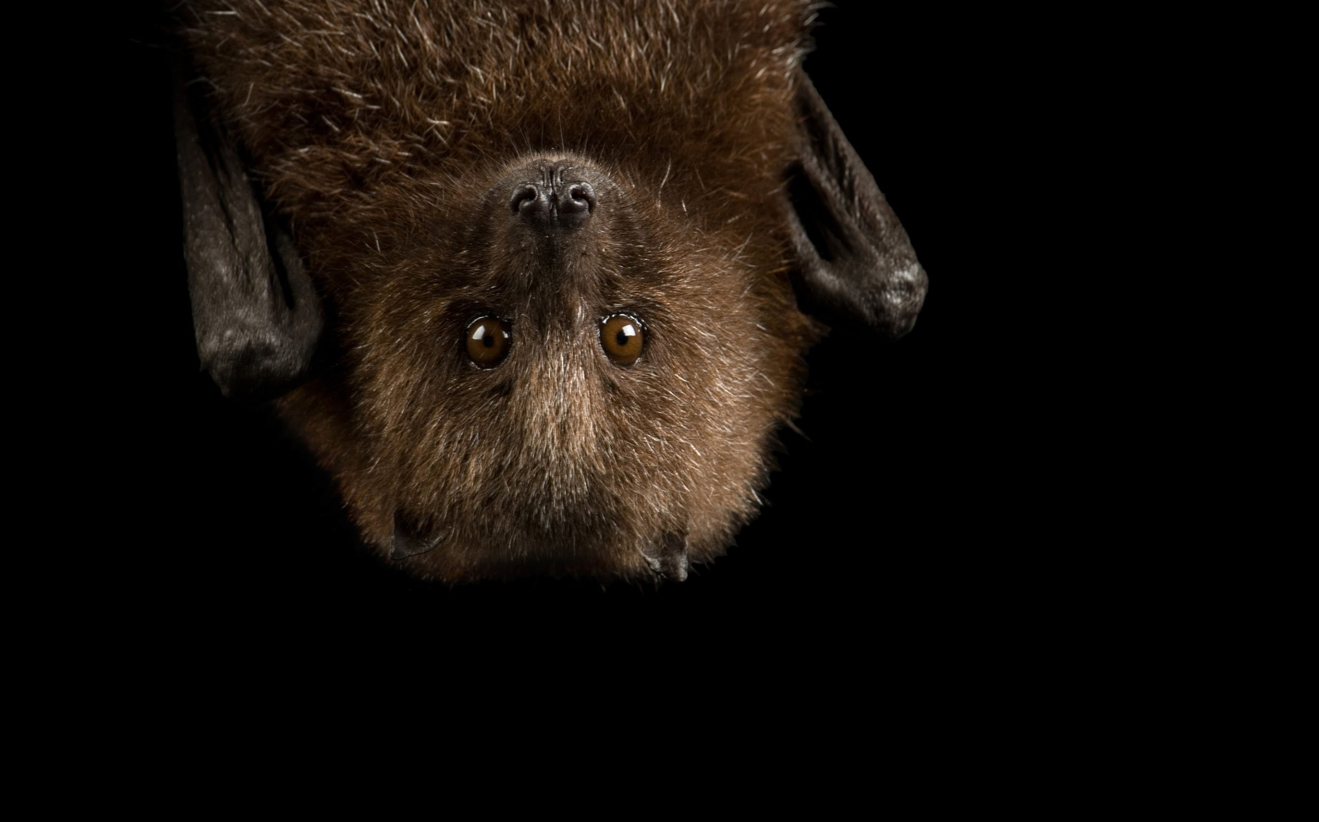 Bats in your home? Florida says they may have to stay for months