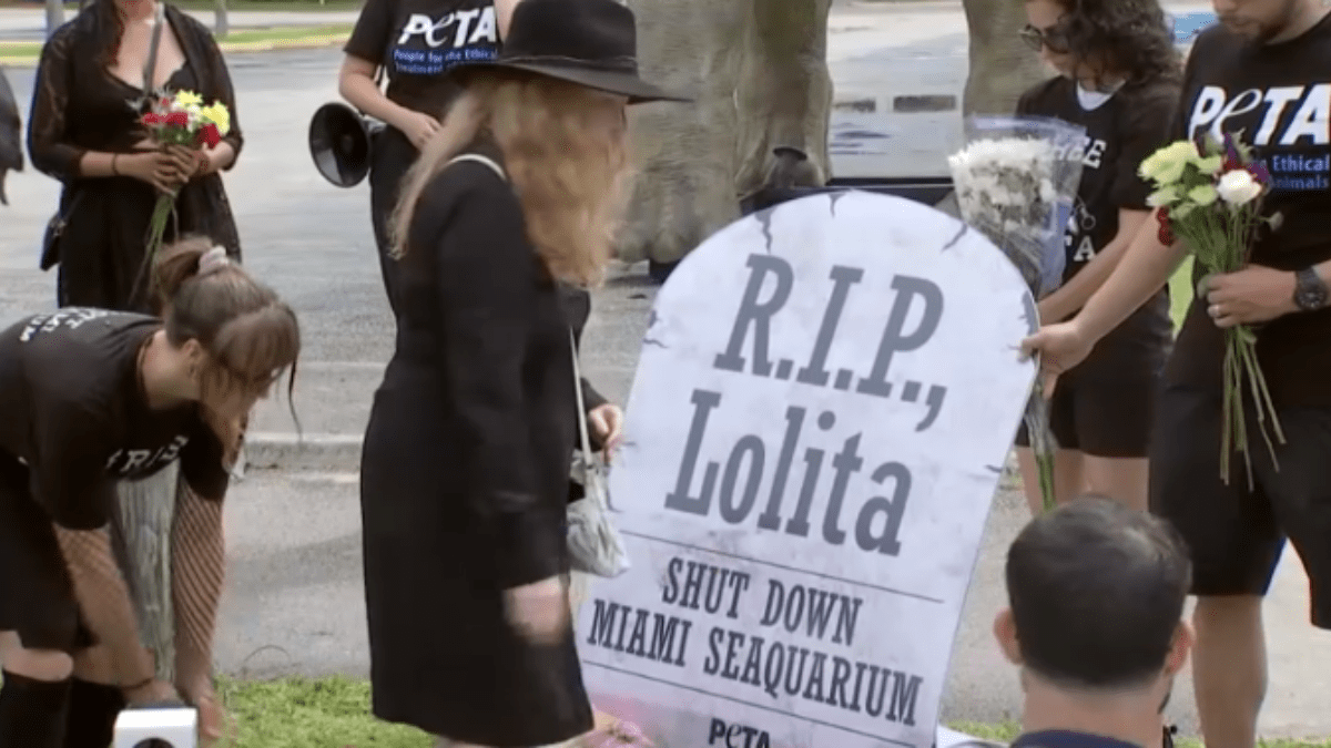 Protesters mourn death of killer whale Lolita outside Miami Seaquarium ...