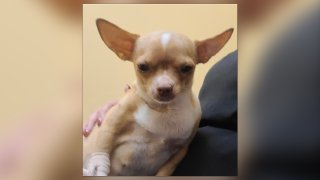 Sugar the Chihuahua