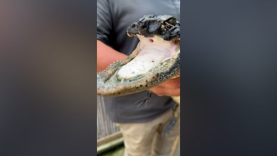 Small alligator found missing nose and upper jaw finds new home in Florida reptile sanctuary
