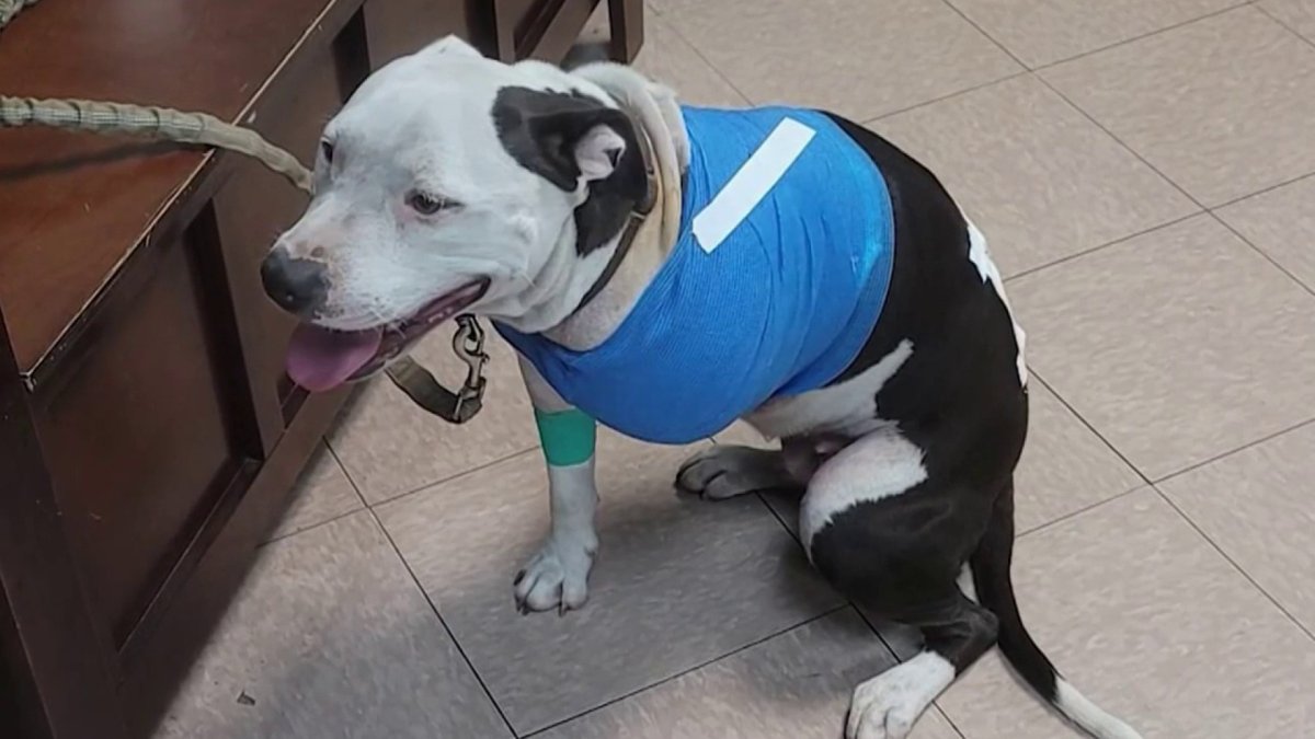 Dog’s leg amputated after being shot in SW MiamiDade NBC 6 South Florida