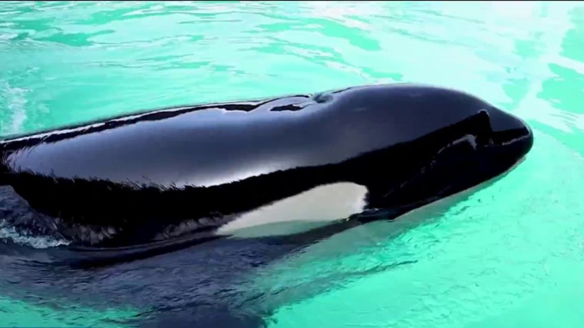 Lolita's remains returned to Washington State