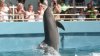 Li'i, the dolphin that lived with Lolita, finds new home in Texas SeaWorld