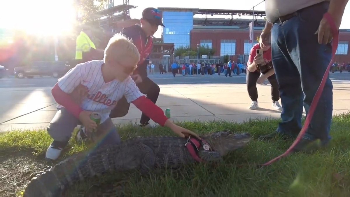 Emotional support alligator denied entry at Phillies game NBC 6 South