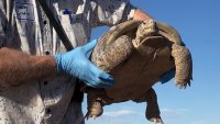 North America's largest and rarest tortoise species finds new home in New Mexico