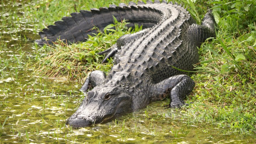 FILE - Alligator at Big Cypress National Preserve in Florida.