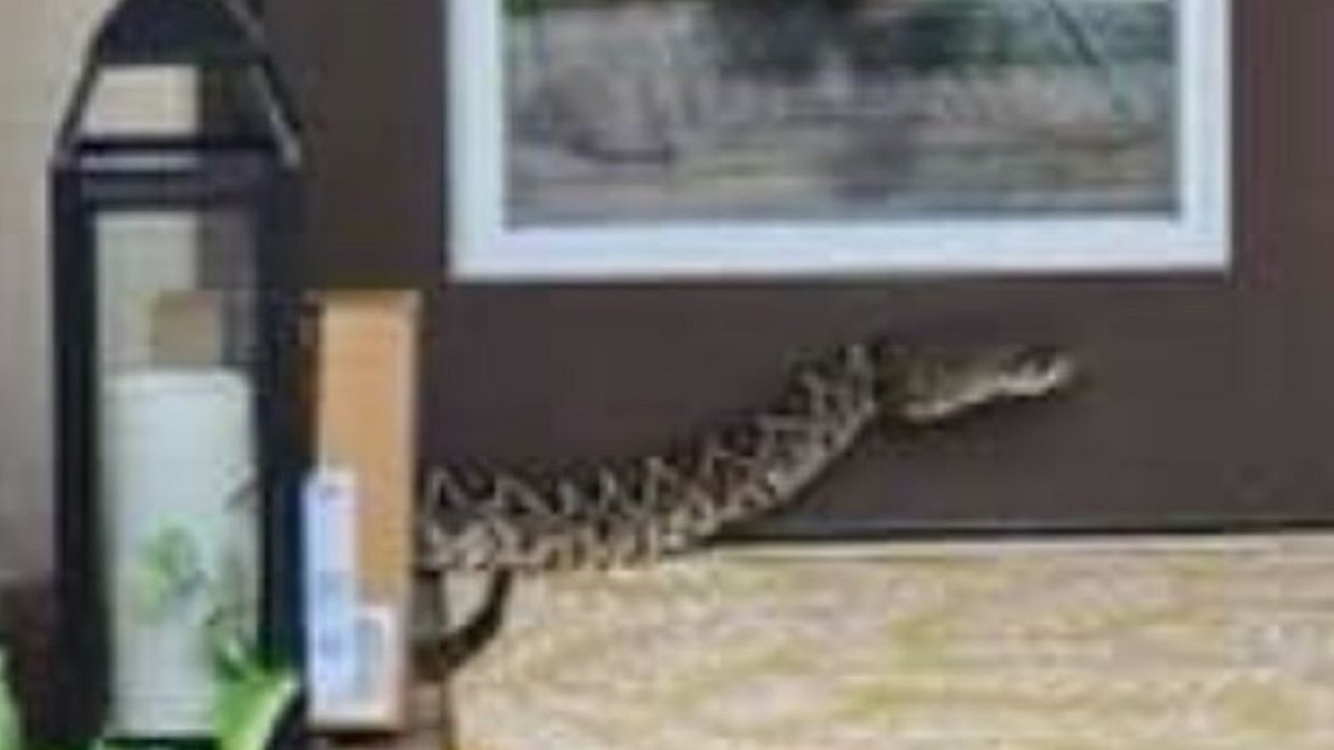 Amazon delivery driver in ‘serious condition’ after rattlesnake bite in