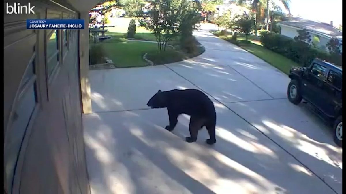 Florida Black Bear