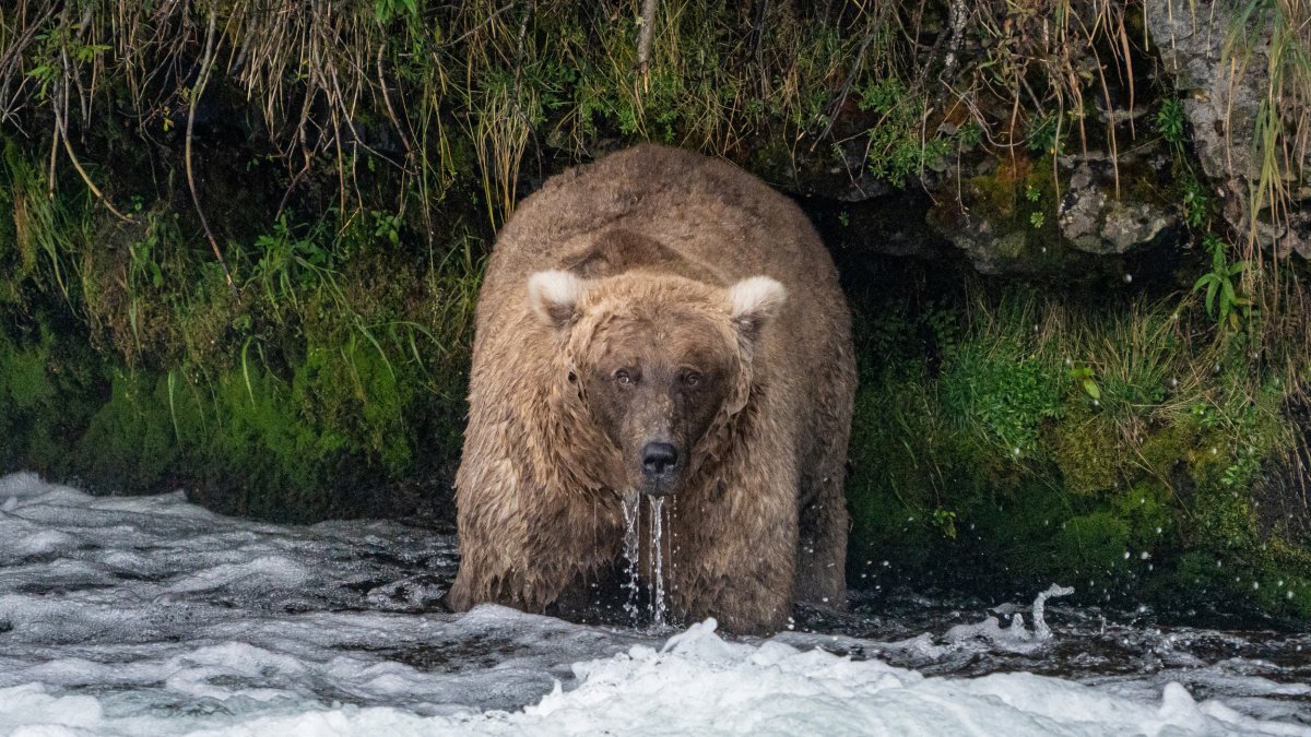 Single mother 'thicker than a bowl of oatmeal' wins Alaska's Fat Bear Week  – NBC 6 South Florida - Vimarsana News