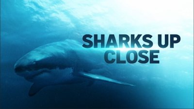 Sharks Up Close: Dive into the world of sharks