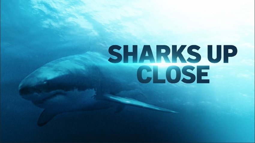 Sharks Up Close: Dive into the world of sharks