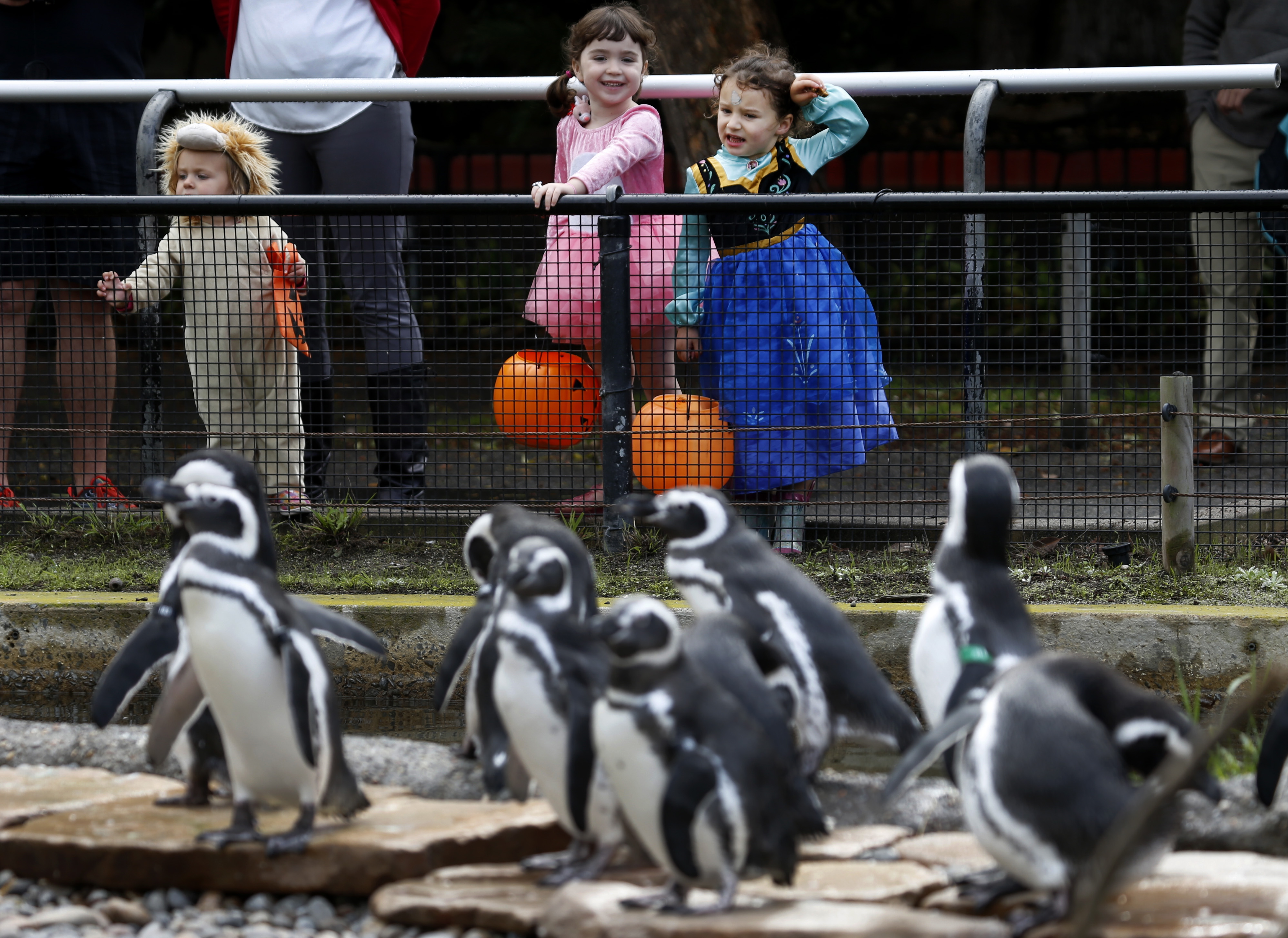 Zoos and botanical gardens come across Halloween systems are a strike, and an option