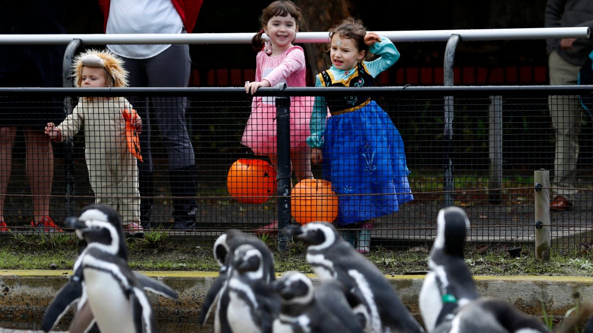 Zoos and botanical gardens come across Halloween systems are a strike, and an option Zoos and botanical gardens come across Halloween systems are a strike, and an option