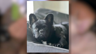 Little Havana family desperate to find stolen dog after home