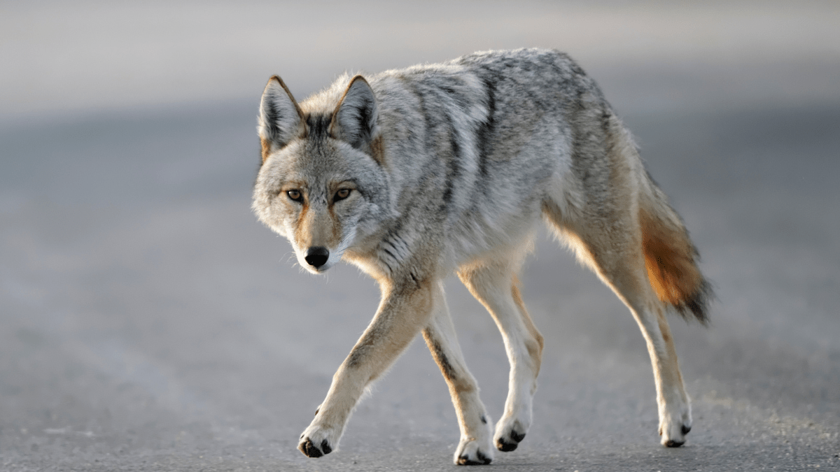 Coyote Sightings On The Rise In South Florida What You Need To Know