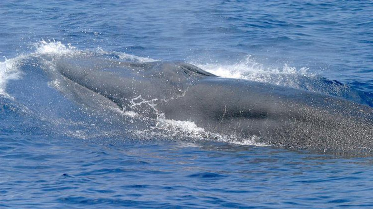 Funcionarios federales rechazan petición que protegería especies raras de ballenas – NBC 6 South Florida