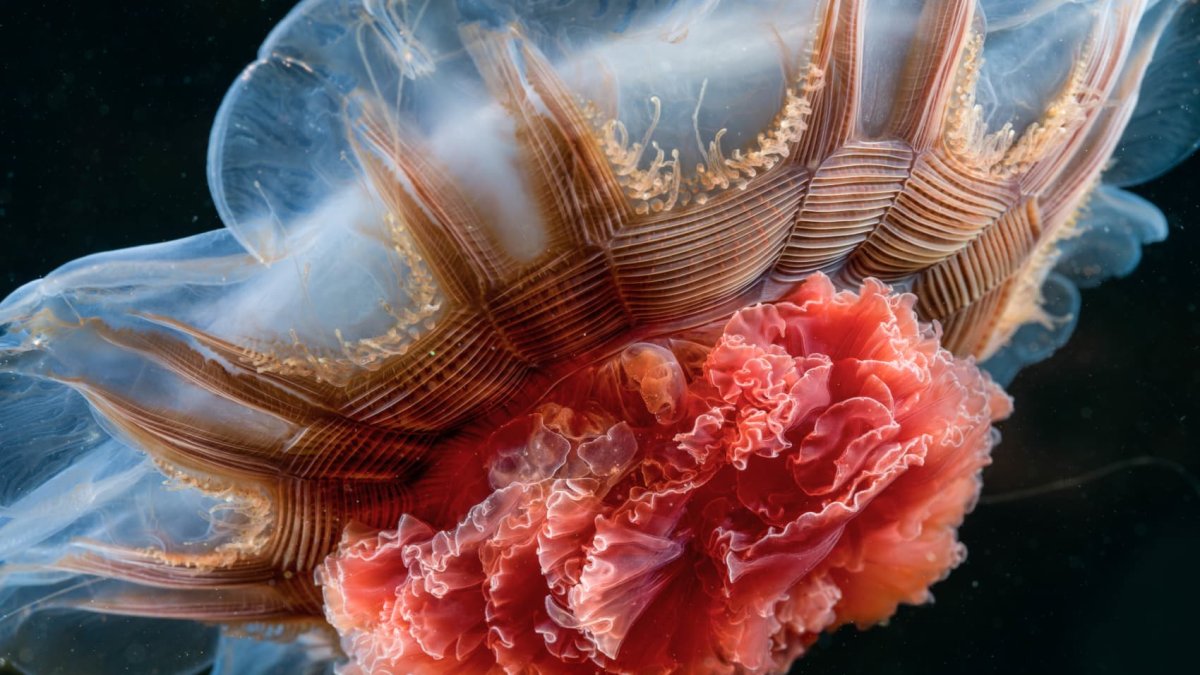See the photos that made National Geographic's 'Pictures of the Year' – NBC 6 South Florida - Vimarsana News