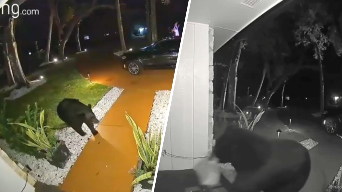 Video shows sly bear stealing Uber Eats order from Florida home’s front