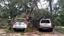 A tree was discovered to have fallen on two cars in Lauderdale Lakes on Nov. 15, 2023.