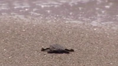2023's seat turtle nesting season in Broward County has been record-breaking