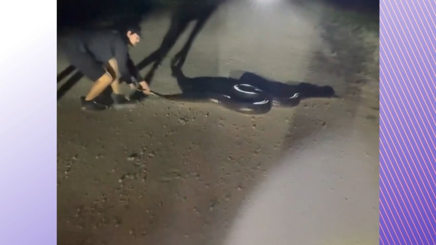 Huge python caught in Florida