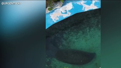 ‘Free Romeo': Activists call for removal of manatee from Miami Seaquarium