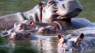 FILE – Hippos float in the lagoon at Hacienda Napoles Park, once the private estate of drug kingpin Pablo Escobar who imported three female hippos and one male decades ago in Puerto Triunfo, Colombia, Feb. 4, 2021.